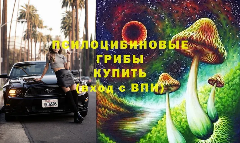 Галлюциногенные грибы Psilocybine cubensis  Ейск 